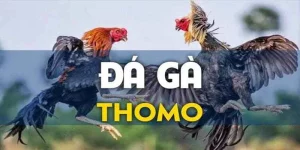 Giới thiệu đá gà Thomo